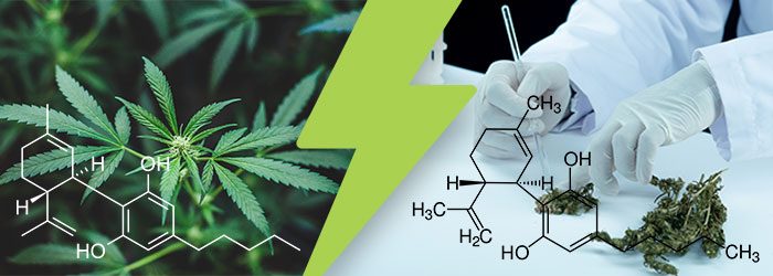 cbd vs h4cbd