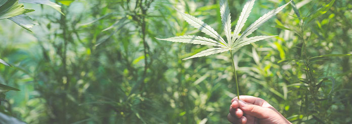 CBD pour arrêter le THC