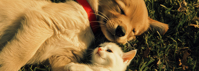 que faire si mon animal à ingéré de la nicotine