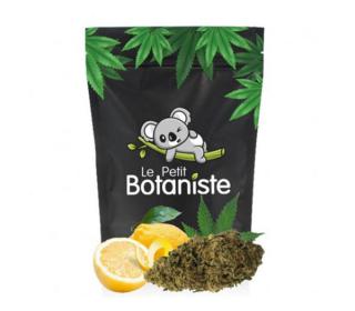 achat fleur sativa amnesia haze