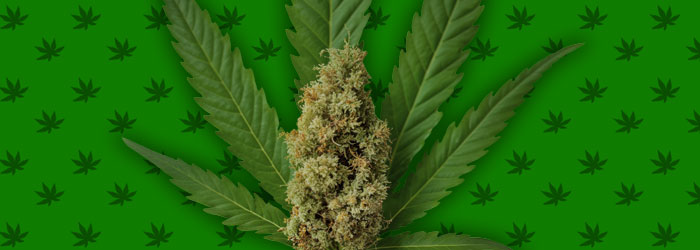 Le CBD c'est quoi ?