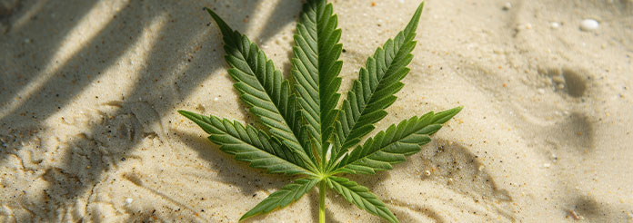 différence entre le CBD et le THC