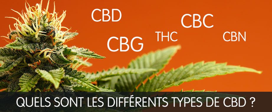 cbd cbg thc cbn difference